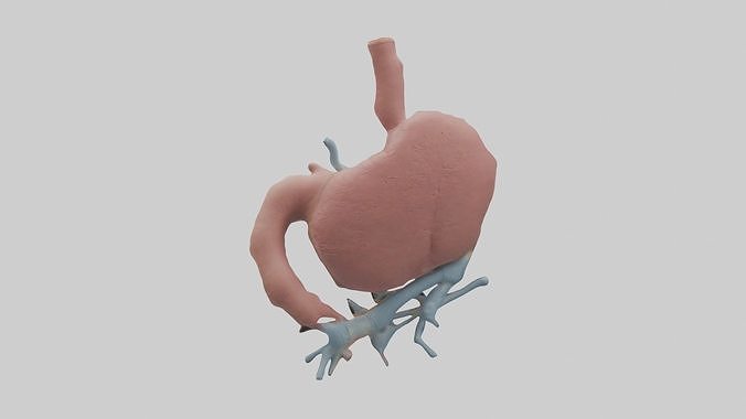 Pancreas Model 1 Low-poly 3D model