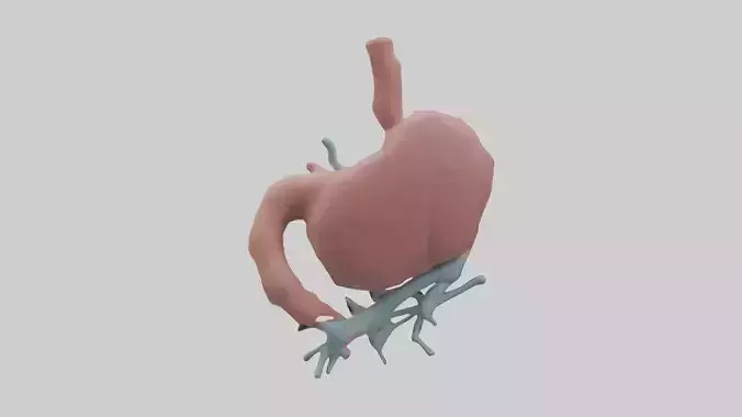 Pancreas Model 1