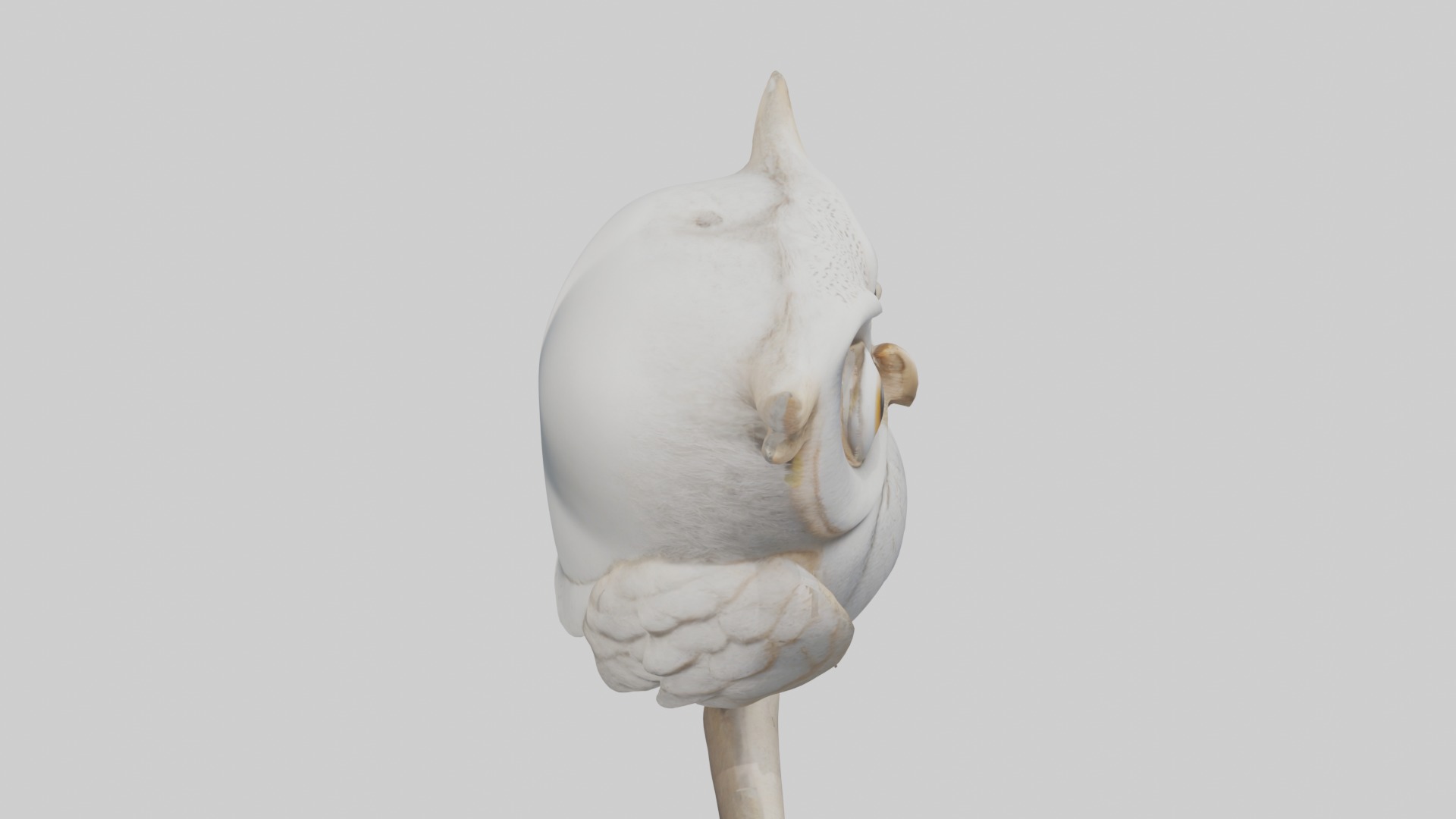 Owlet Model Low-poly 3D model_12