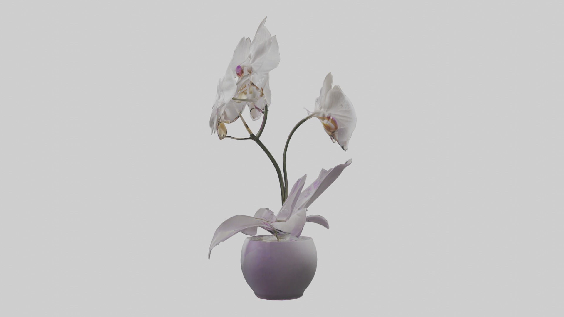 Orchid Model 1 Low-poly 3D model_1