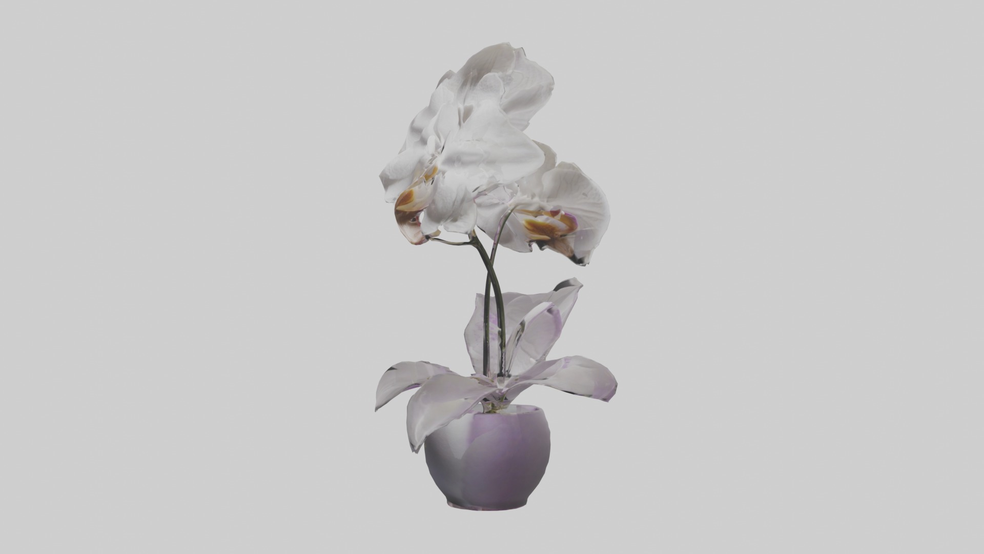 Orchid Model 1 Low-poly 3D model_6