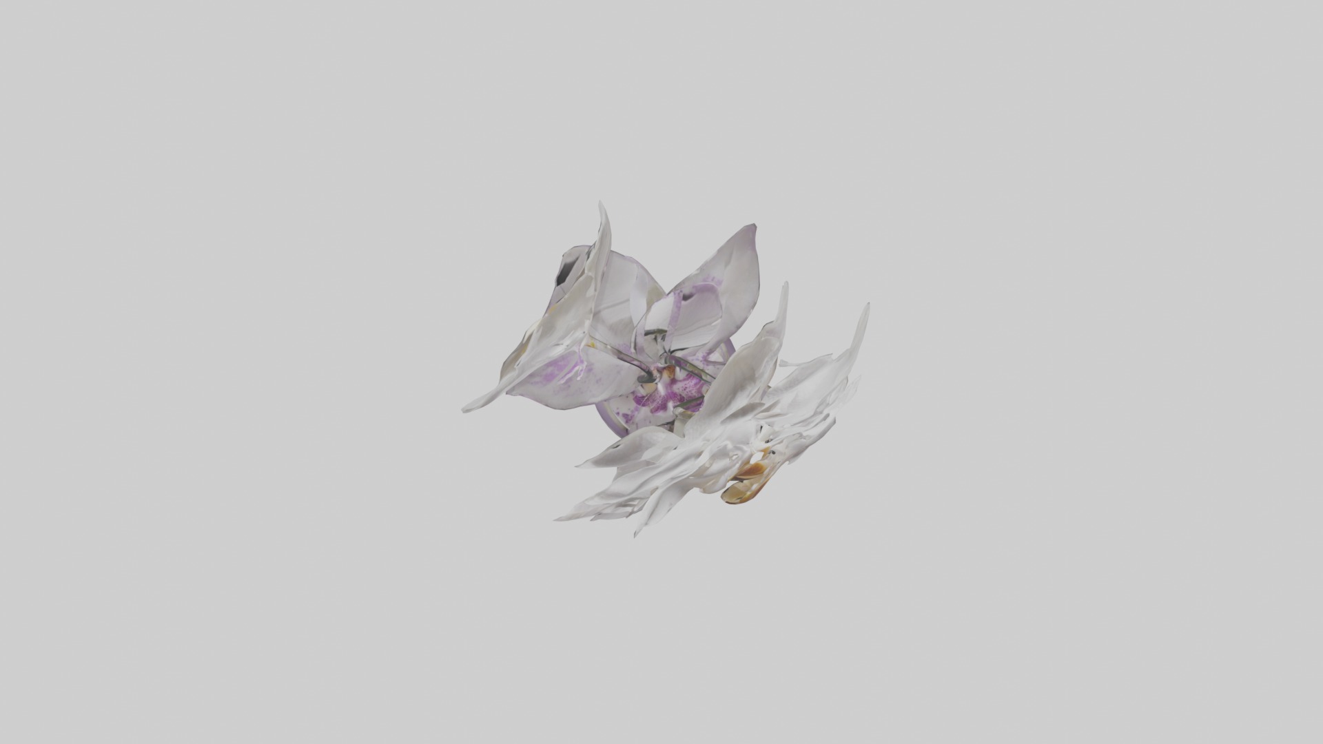 Orchid Model 1 Low-poly 3D model_8