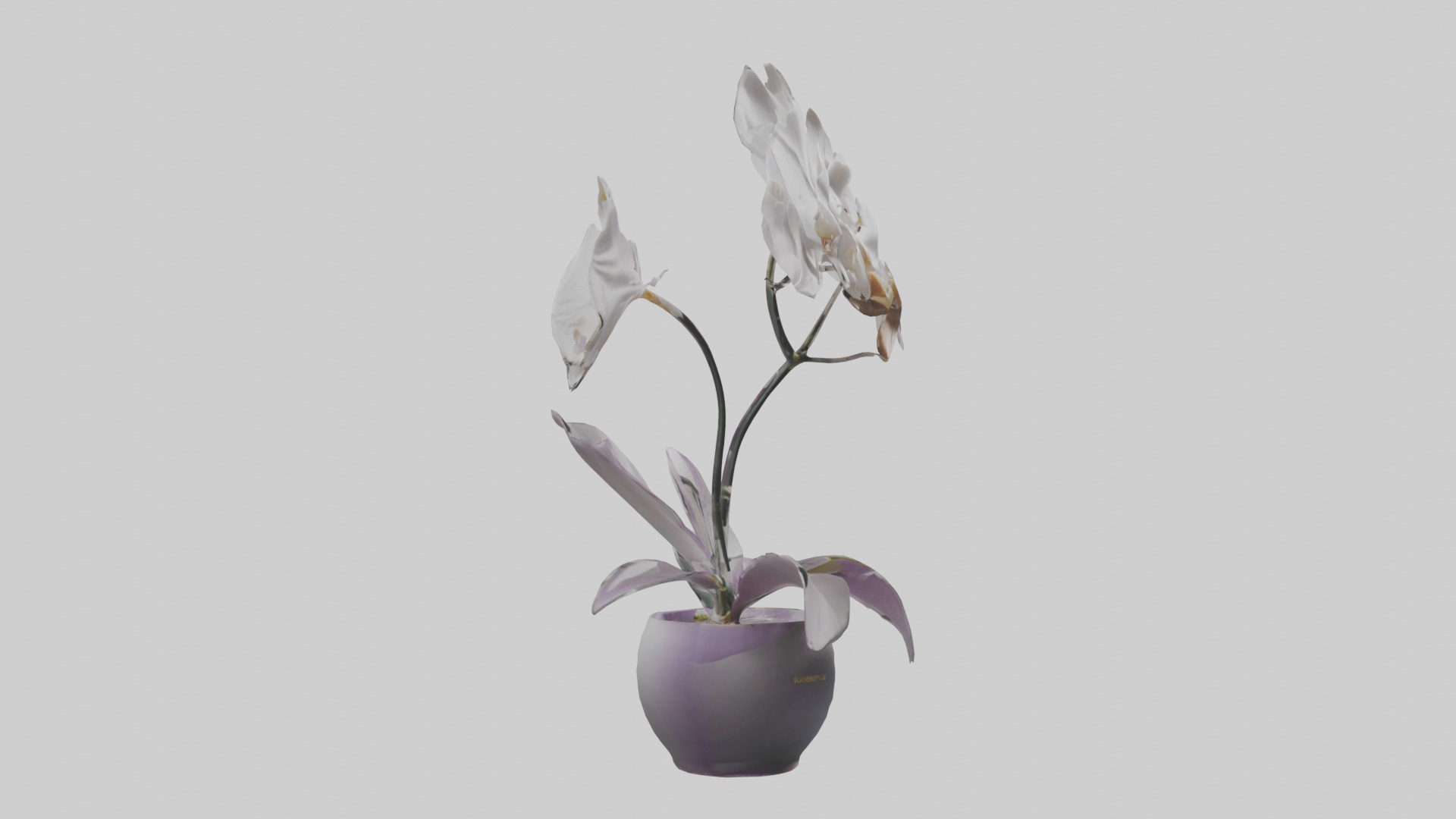 Orchid Model 1 Low-poly 3D model_5