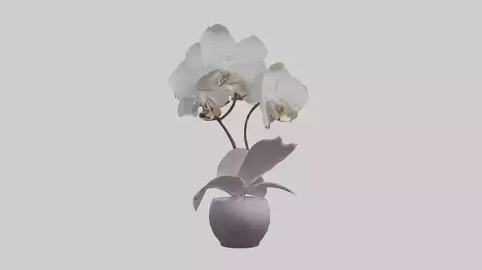 Orchid Model 1 Low-poly 3D model