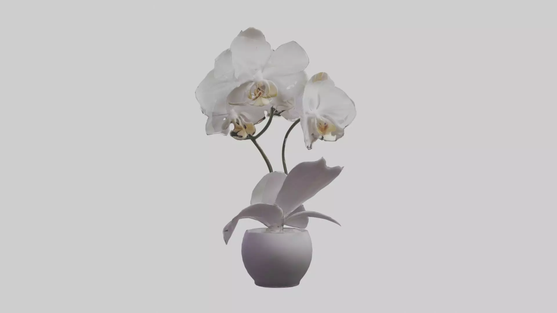 Orchid Model 1 Low-poly 3D model_0