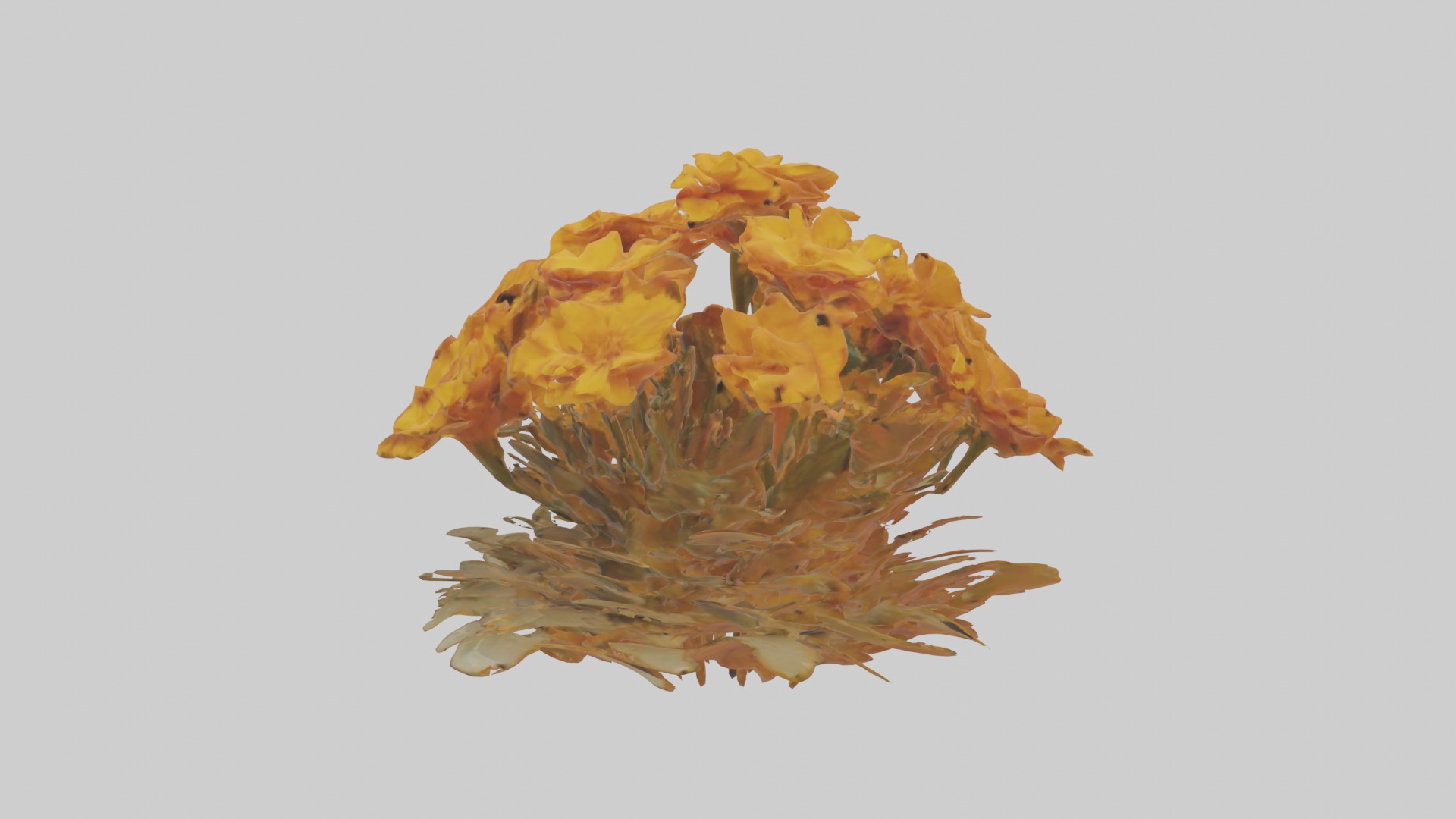 Marigold Flowers Mode 1 Low-poly 3D model_4