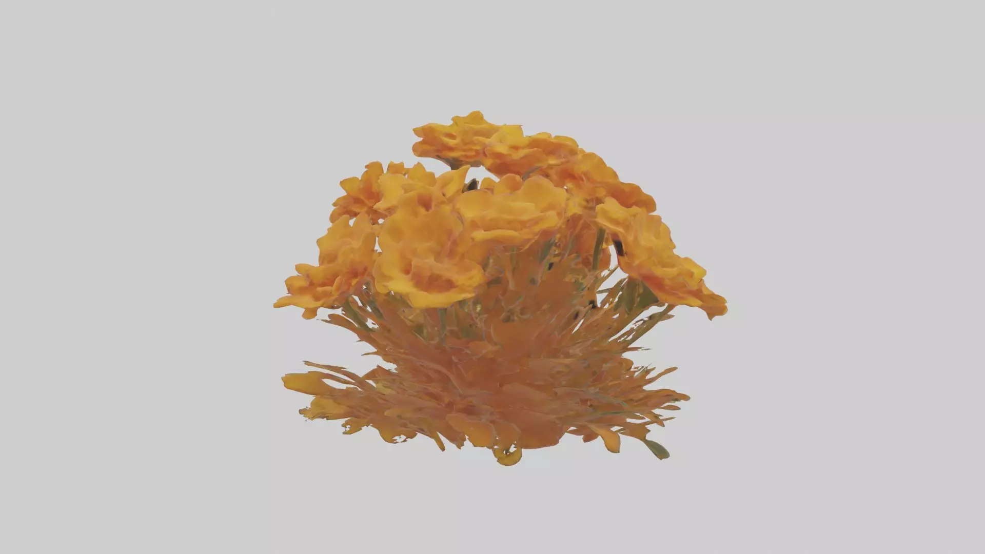 Marigold Flowers Mode 1 Low-poly 3D model_0