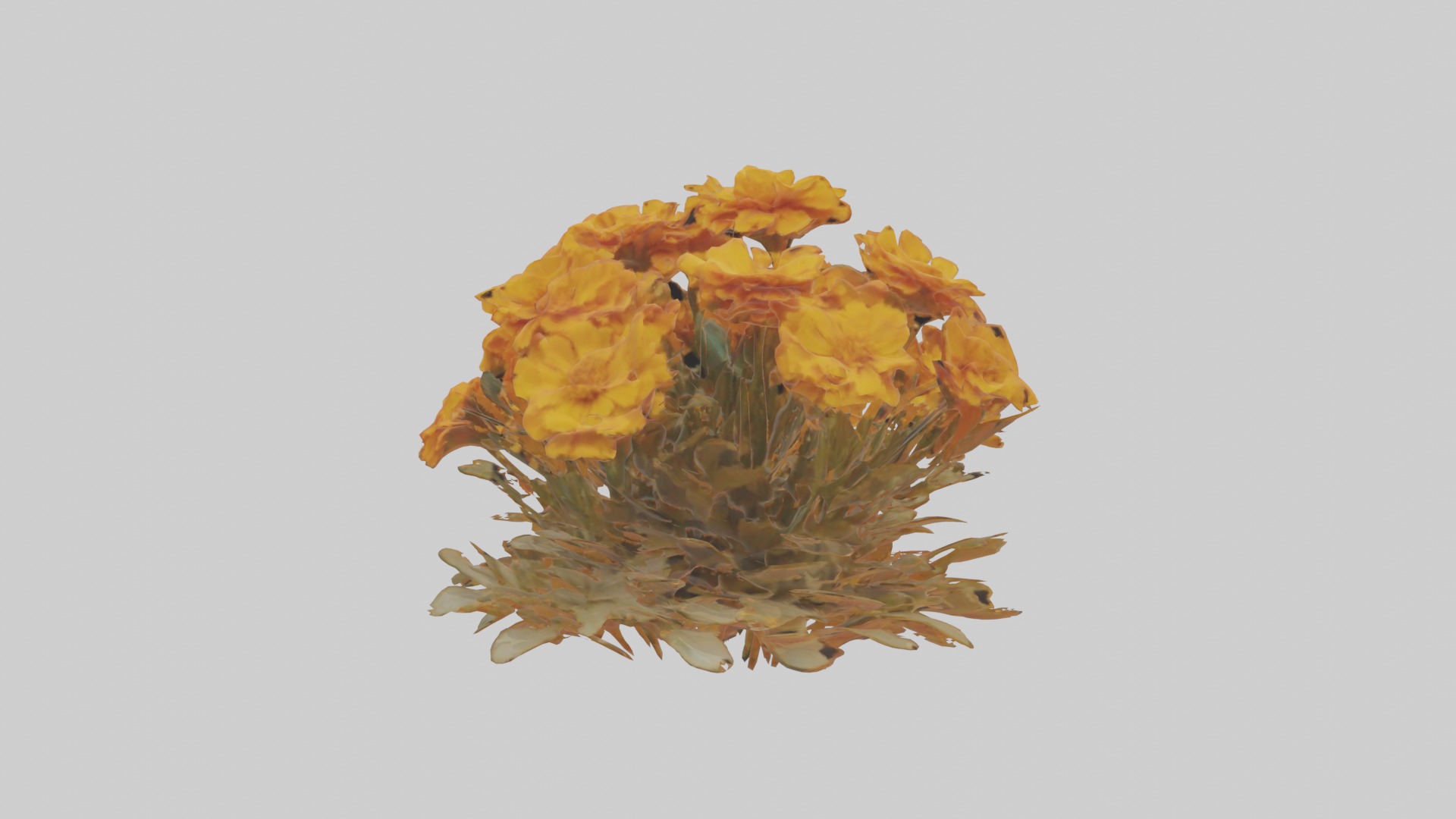 Marigold Flowers Mode 1 Low-poly 3D model_3