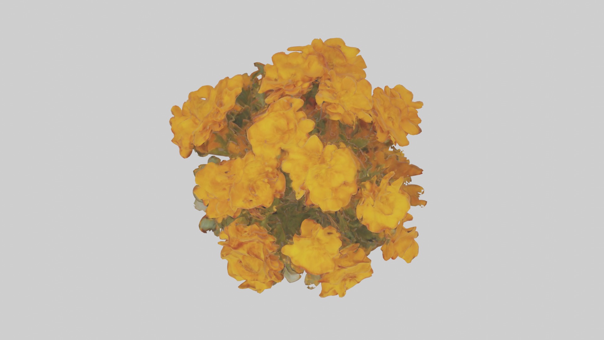 Marigold Flowers Mode 1 Low-poly 3D model_8