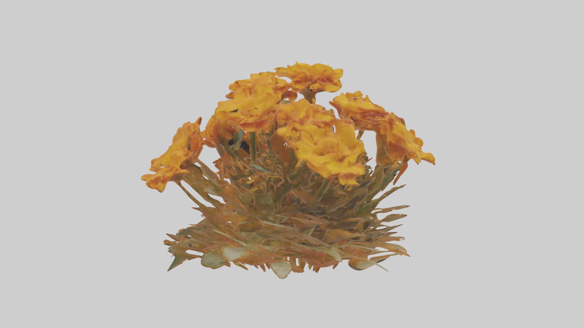 Marigold Flowers Mode 1 Low-poly 3D model_5