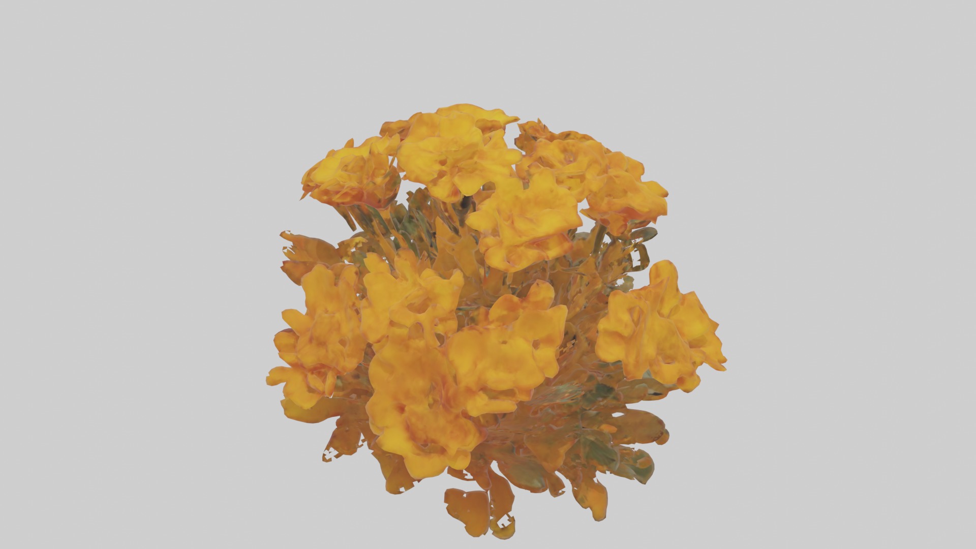 Marigold Flowers Mode 1 Low-poly 3D model_9