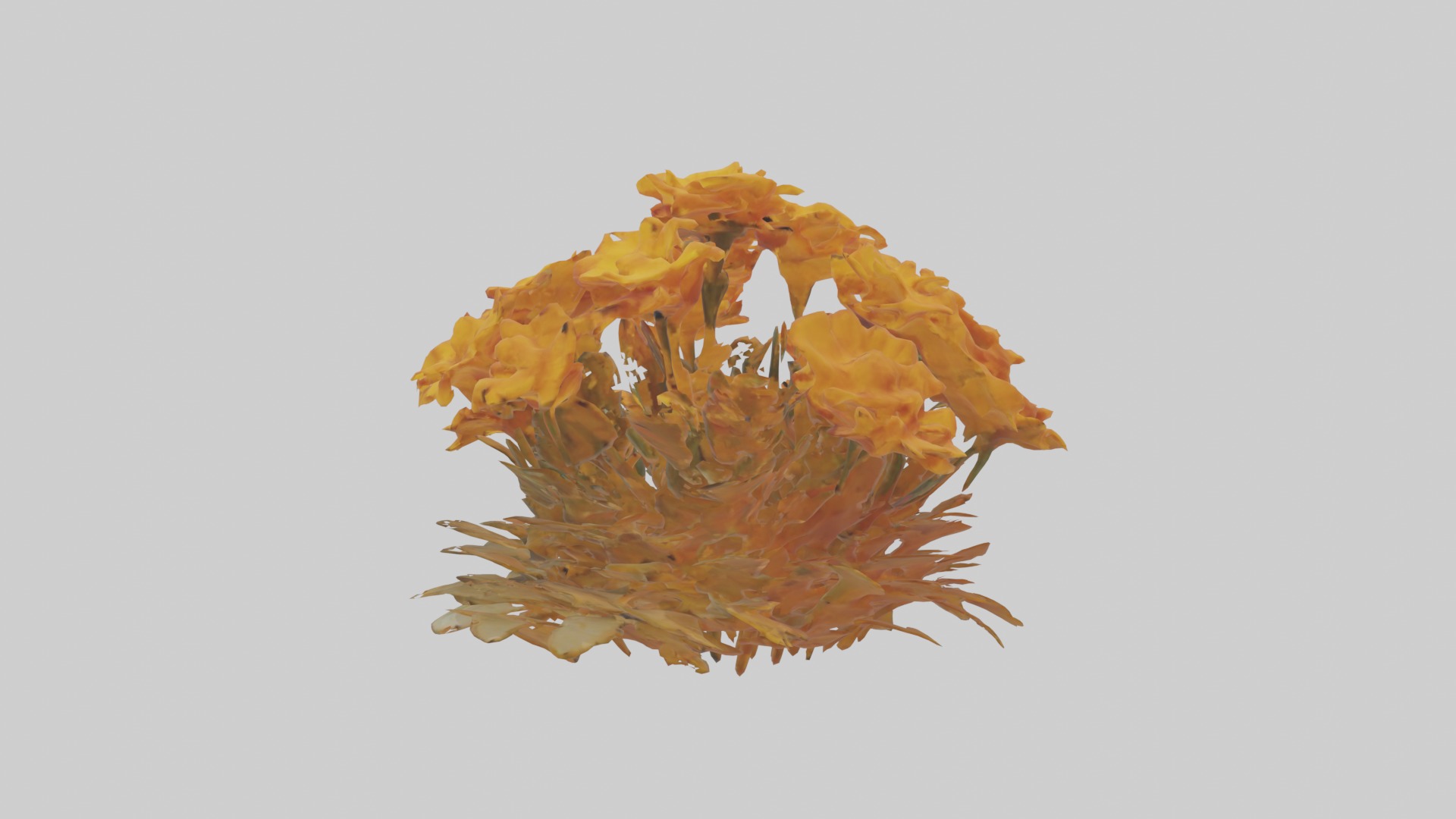 Marigold Flowers Mode 1 Low-poly 3D model_6