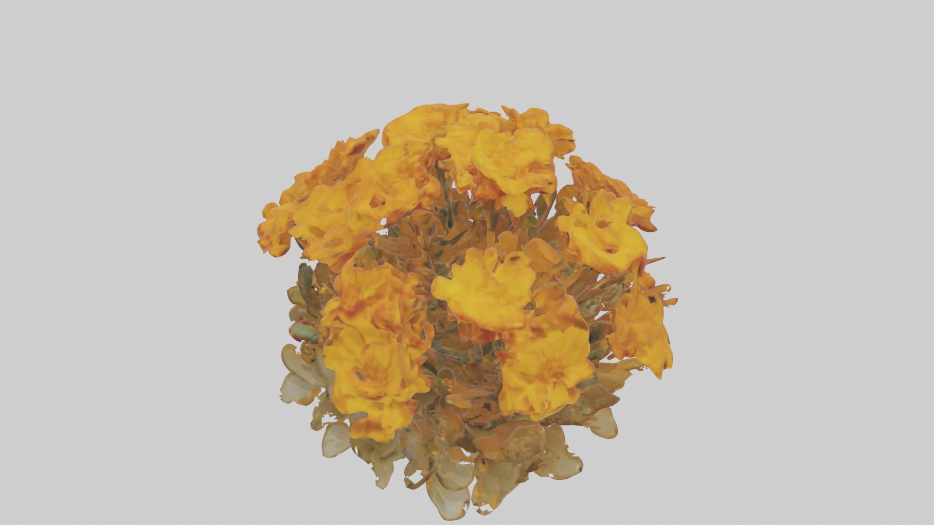 Marigold Flowers Mode 1 Low-poly 3D model_10