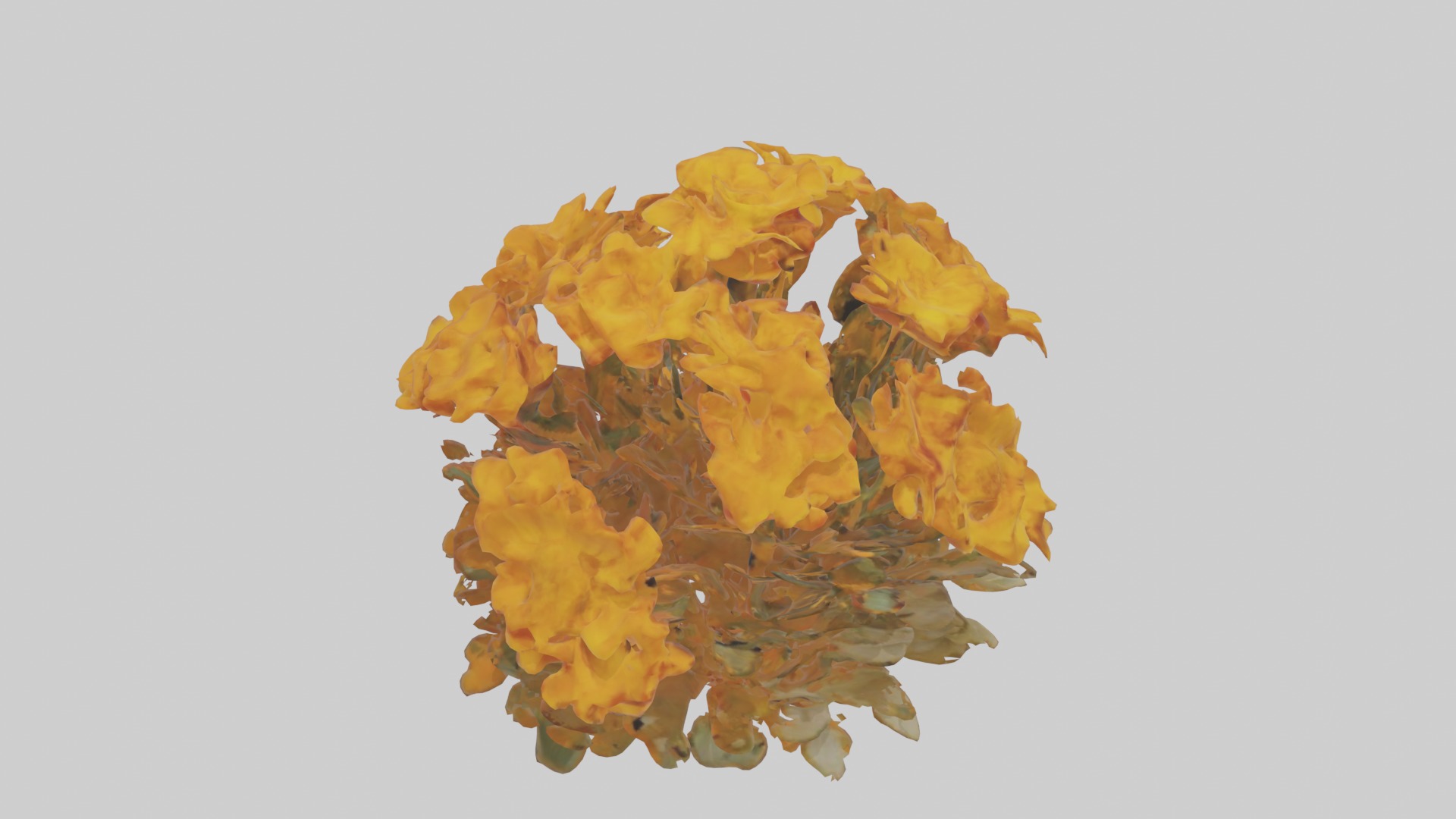 Marigold Flowers Mode 1 Low-poly 3D model_12