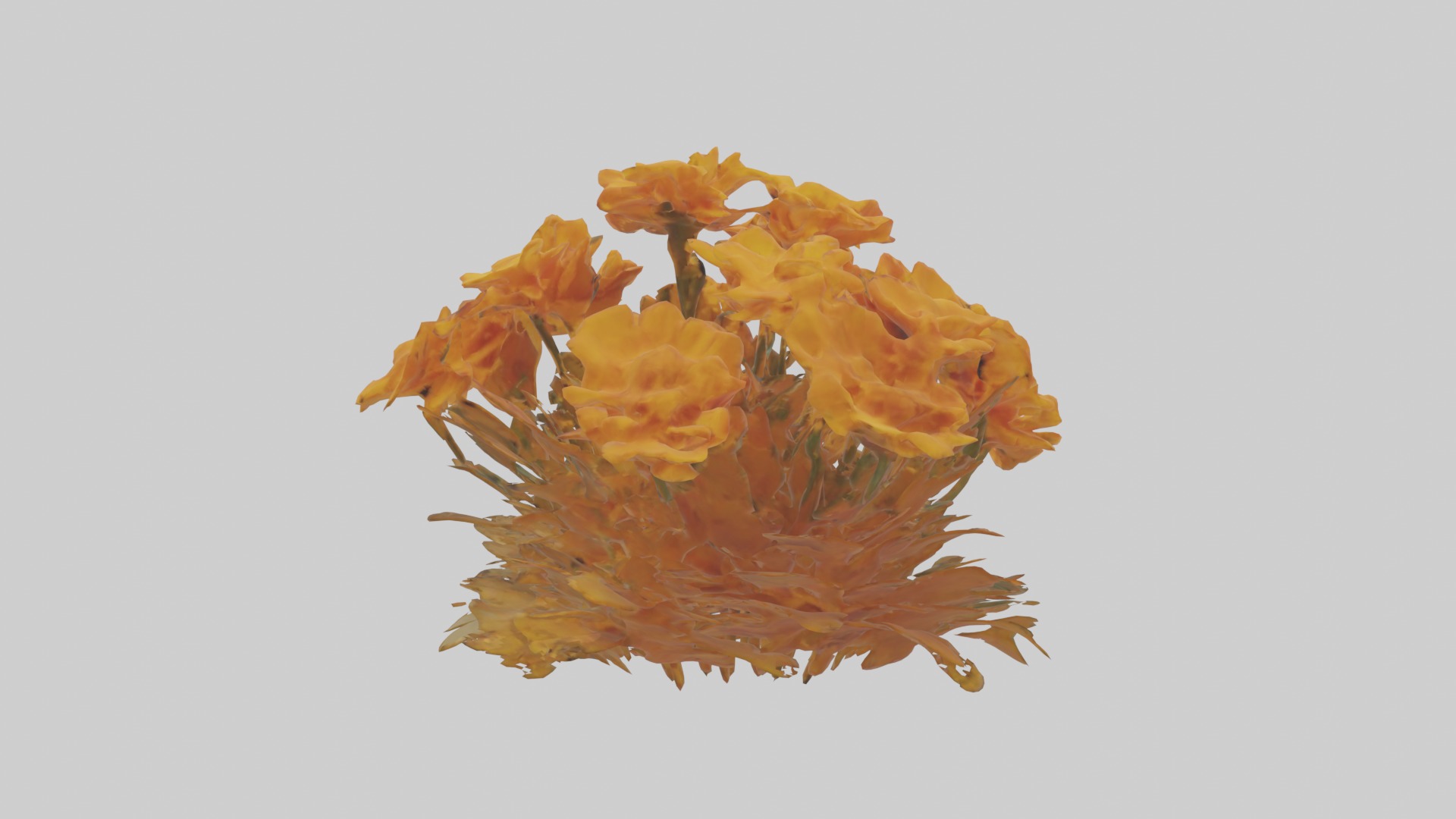 Marigold Flowers Mode 1 Low-poly 3D model_1