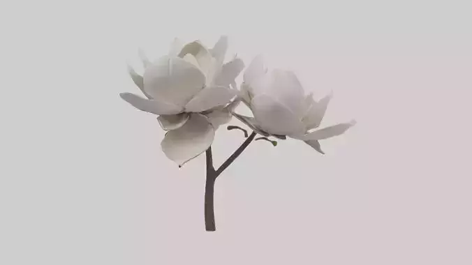 Magnolia Flowers Mode 1 Low-poly 3D model