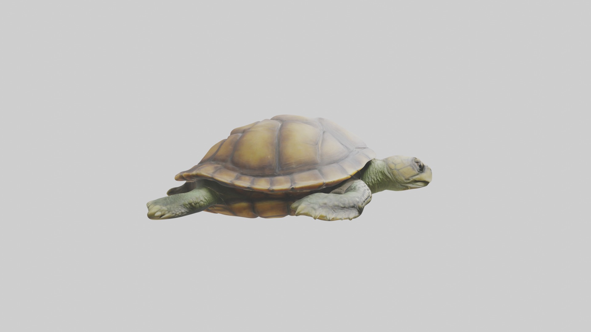 Lying Turtle Model 1 Low-poly 3D model_7