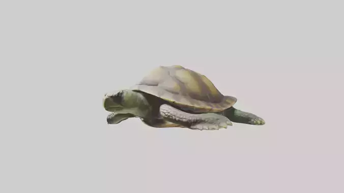 Lying Turtle Model 1