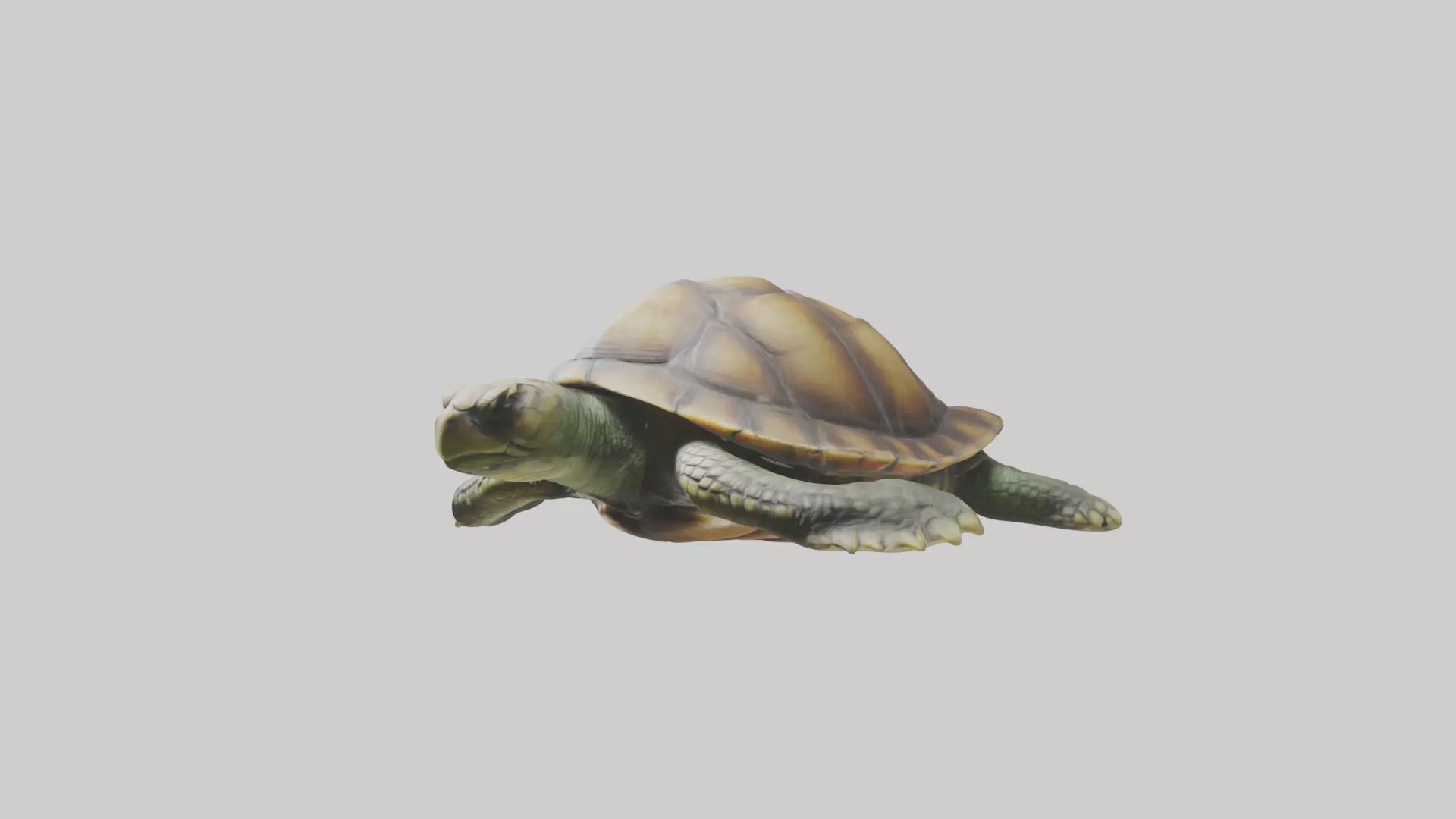 Lying Turtle Model 1 Low-poly 3D model_0