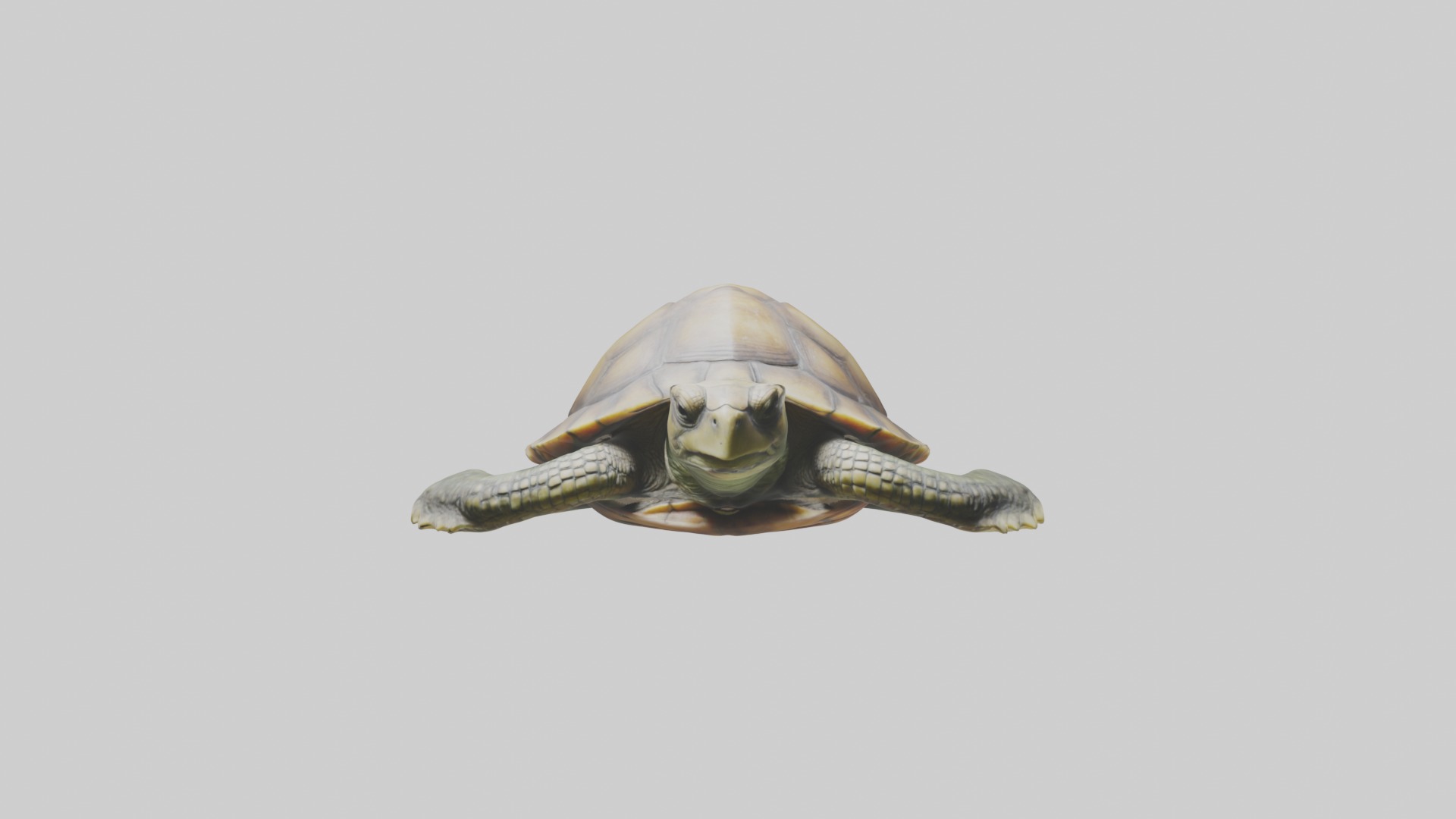 Lying Turtle Model 1 Low-poly 3D model_4