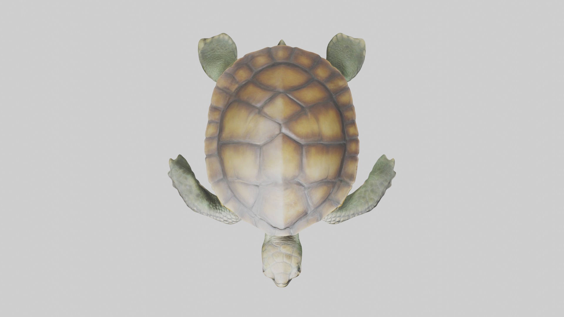 Lying Turtle Model 1 Low-poly 3D model_8