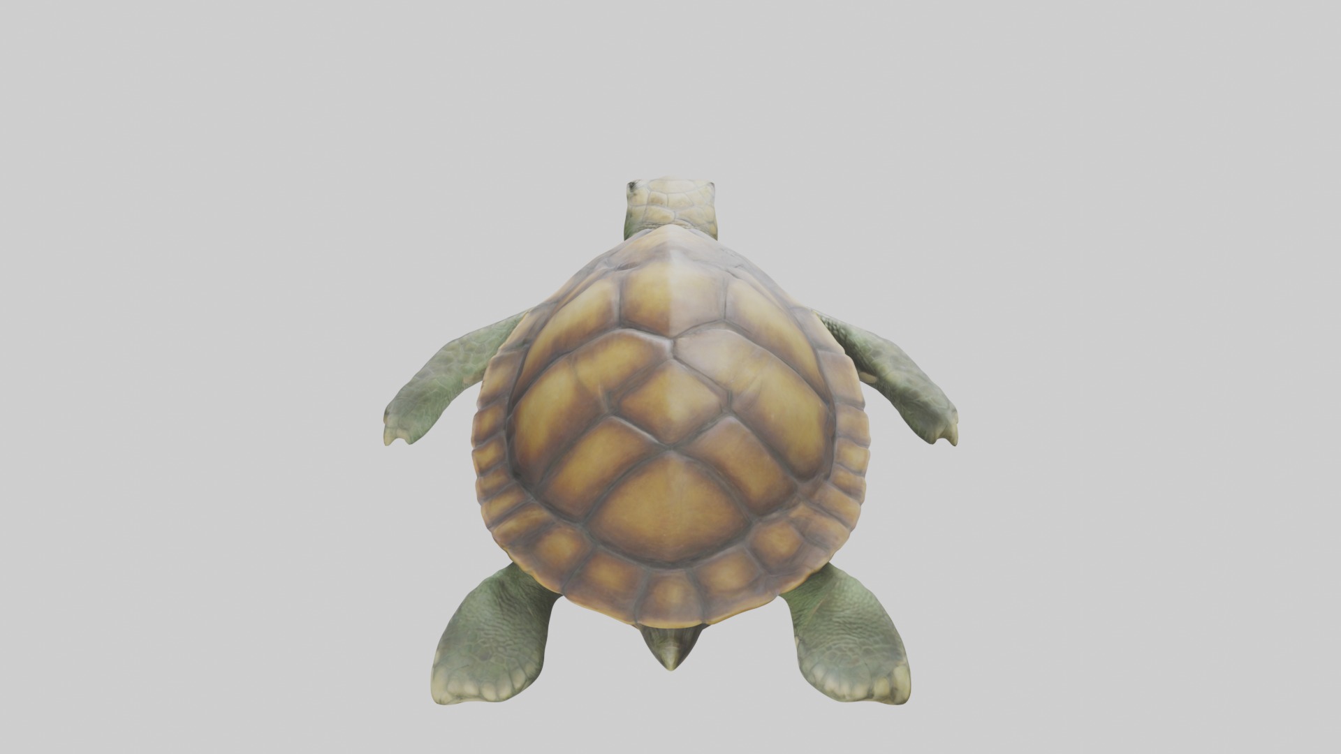 Lying Turtle Model 1 Low-poly 3D model_9