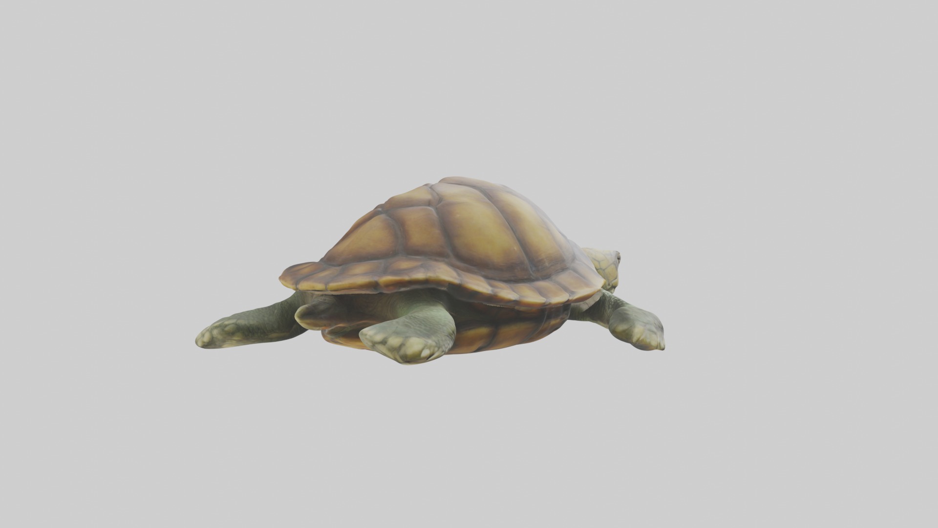Lying Turtle Model 1 Low-poly 3D model_3