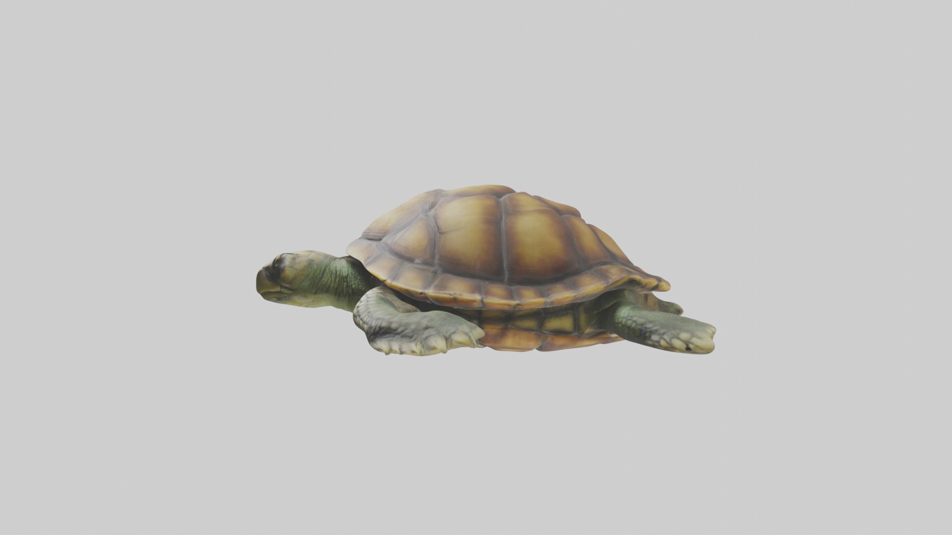Lying Turtle Model 1 Low-poly 3D model_6
