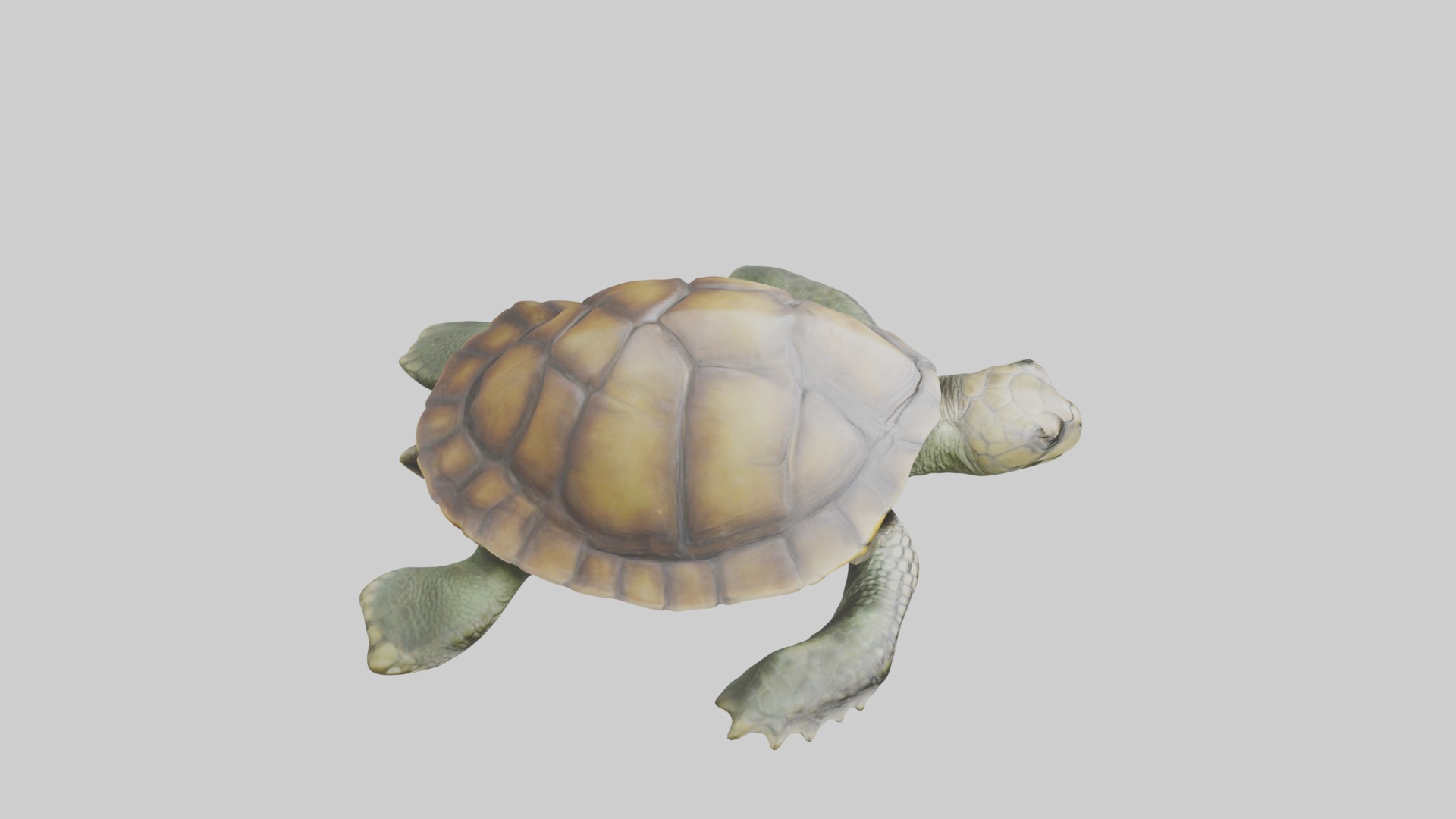 Lying Turtle Model 1 Low-poly 3D model_12