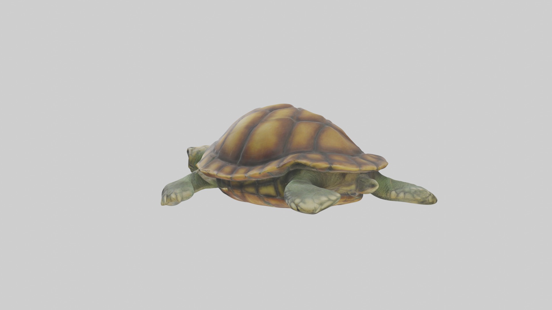 Lying Turtle Model 1 Low-poly 3D model_2