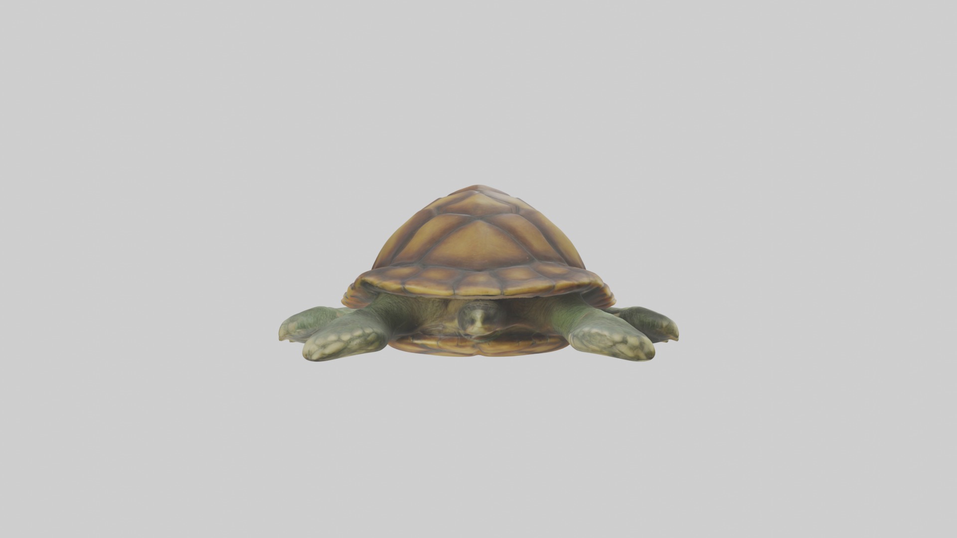 Lying Turtle Model 1 Low-poly 3D model_1