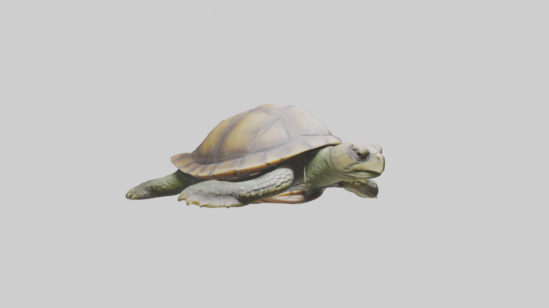 Lying Turtle Model 1 Low-poly 3D model_5