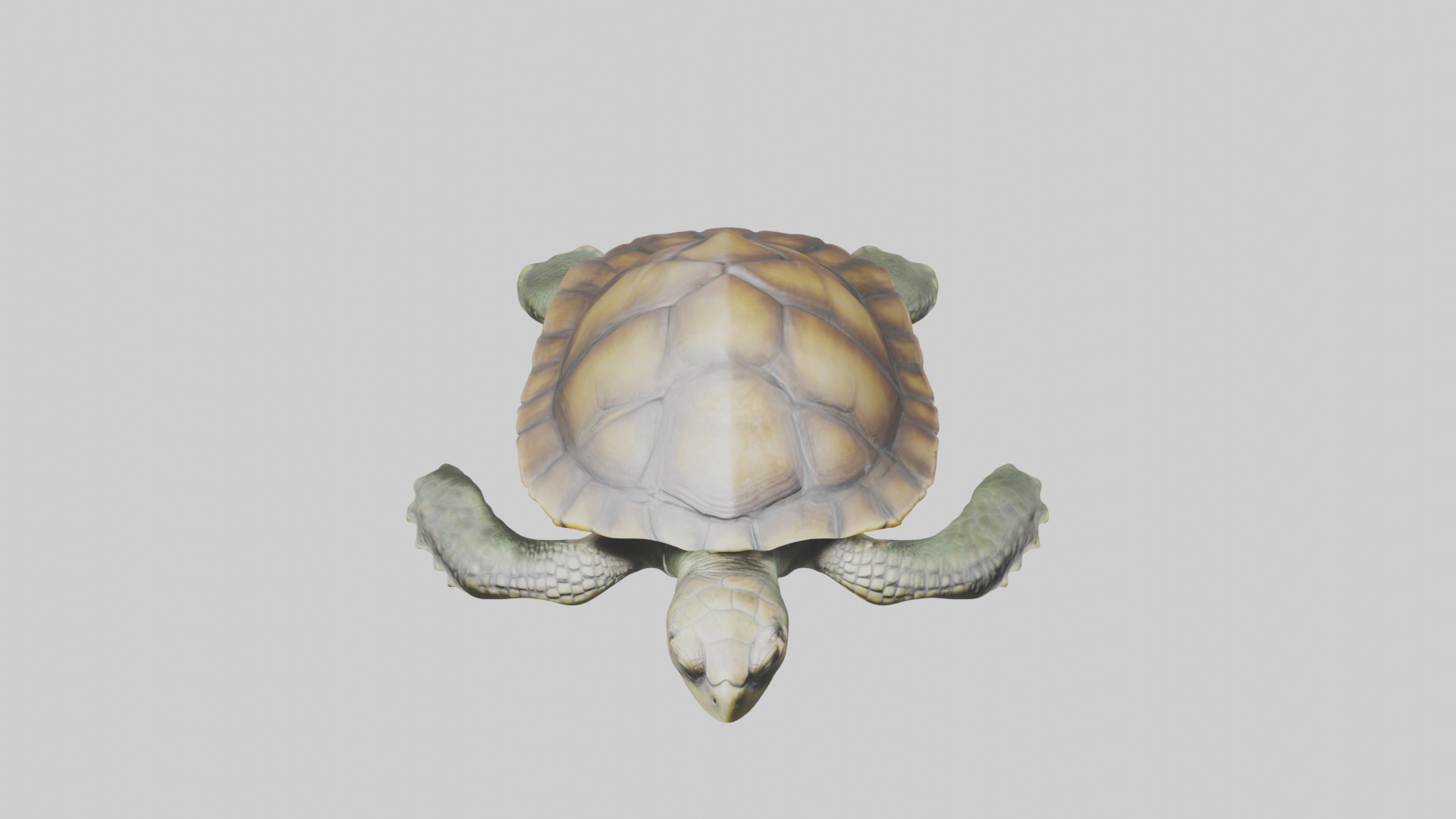 Lying Turtle Model 1 Low-poly 3D model_10