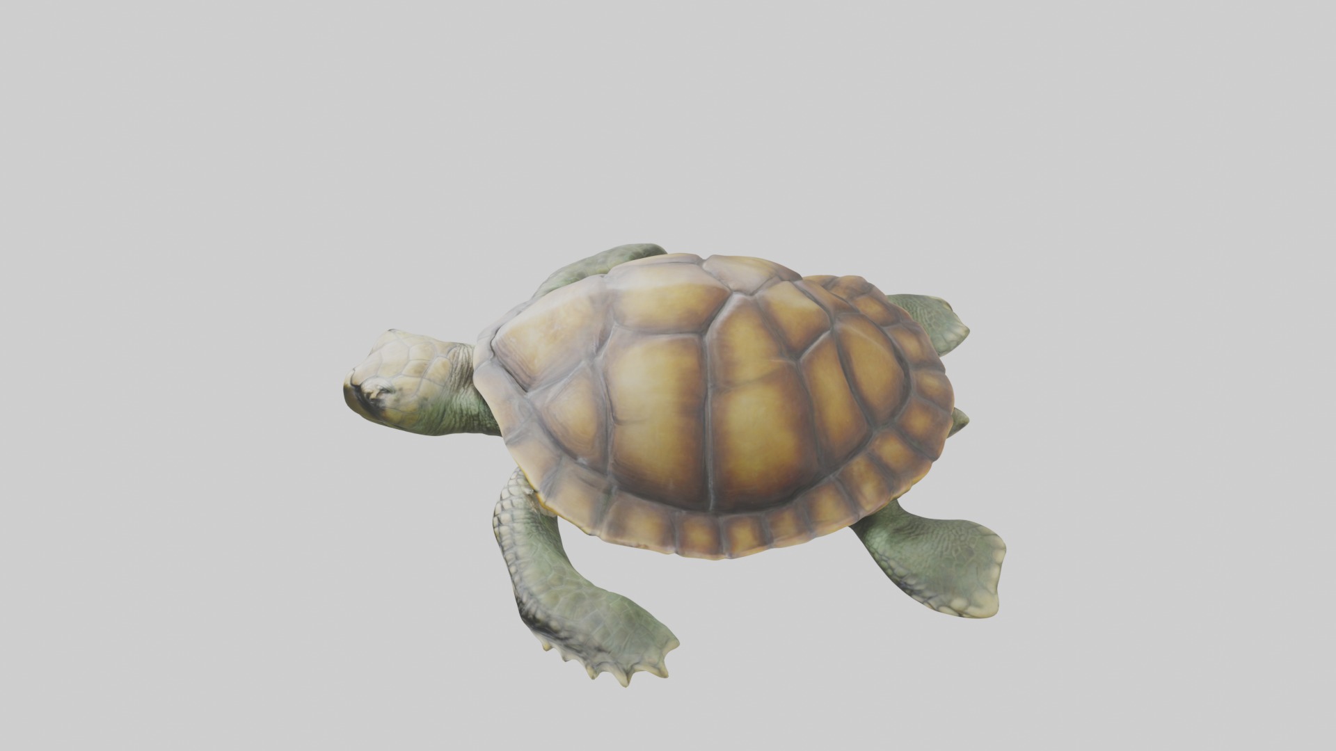 Lying Turtle Model 1 Low-poly 3D model_11