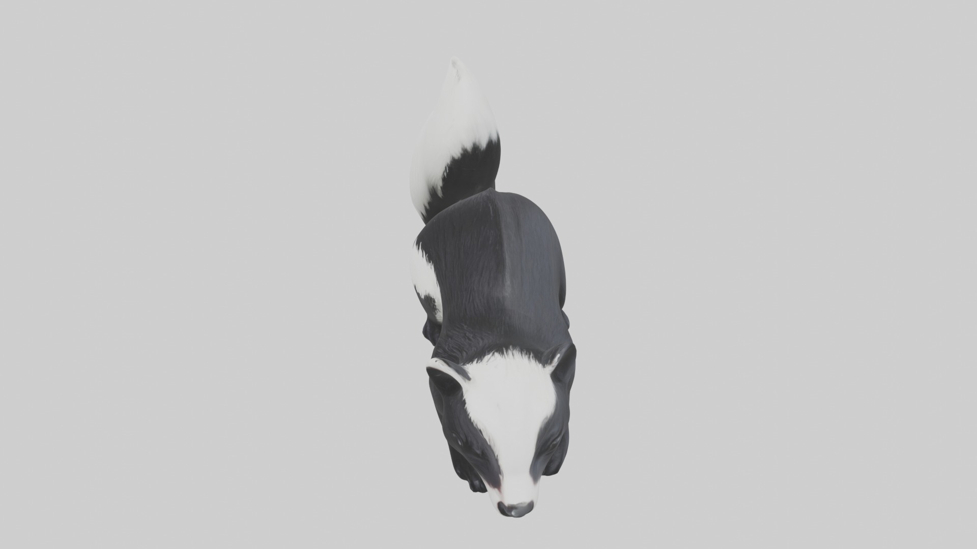 Lying Skunk Model 1 Low-poly 3D model_11