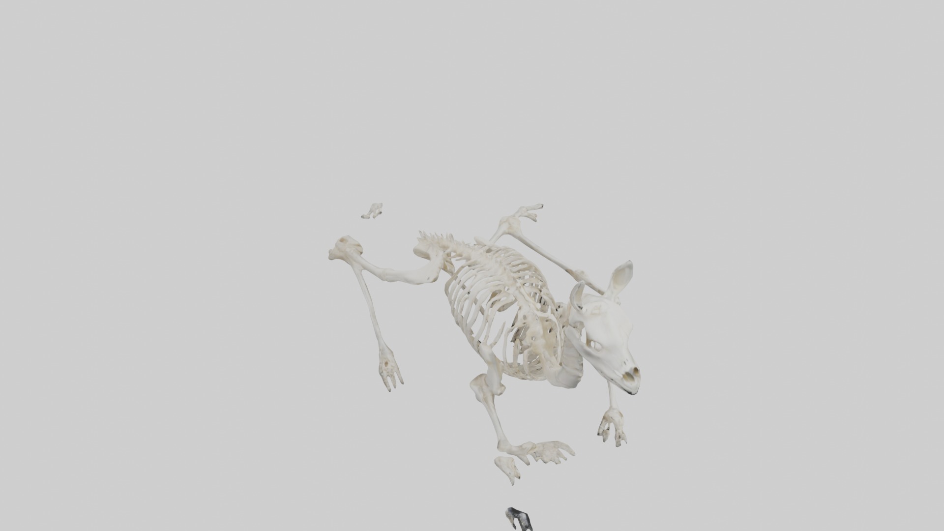 Lying Skeleton Alpaca 1 Low-poly 3D model_12
