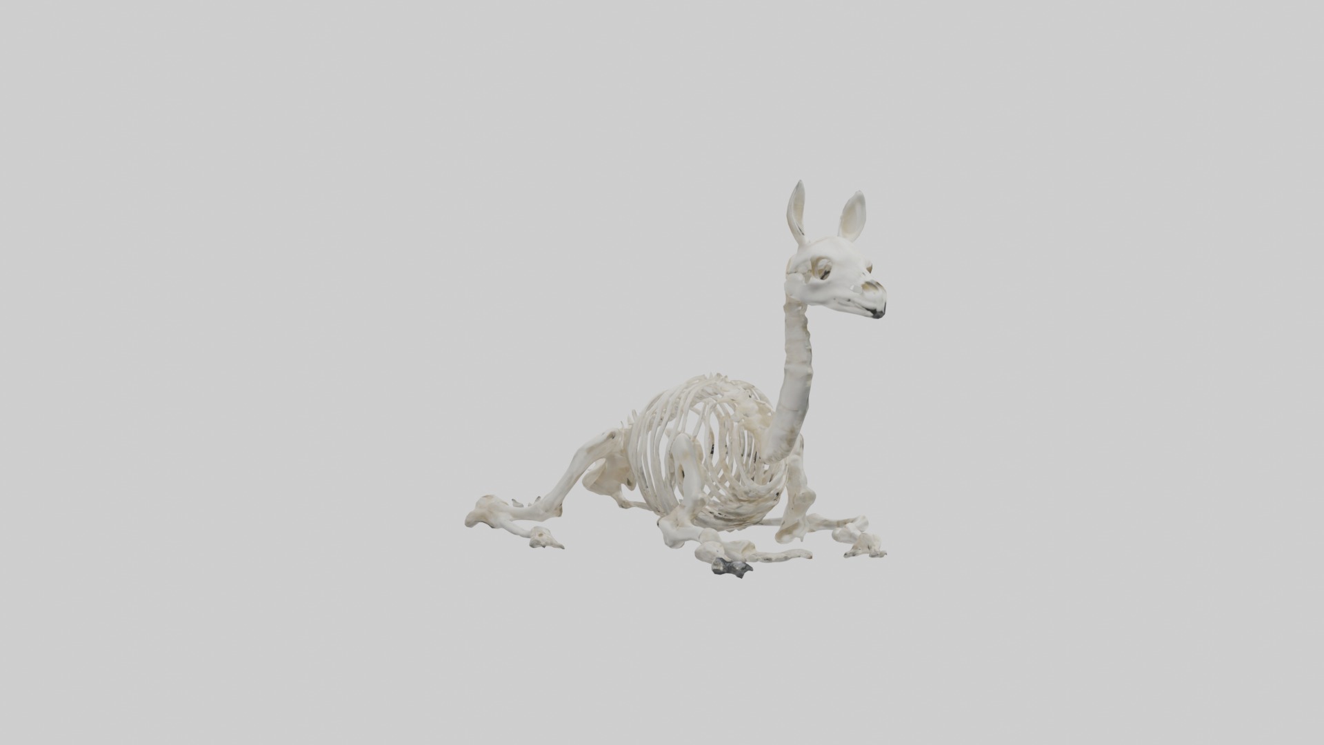 Lying Skeleton Alpaca 1 Low-poly 3D model_7