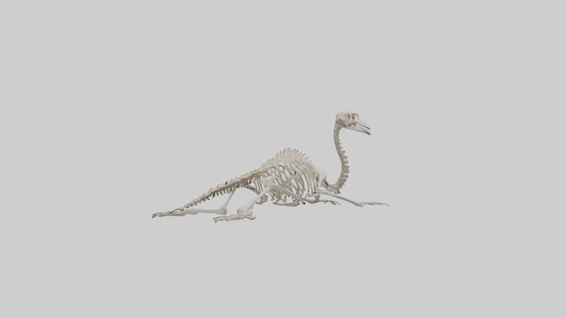 Lying Skeleton Alpaca 1 Low-poly 3D model_14