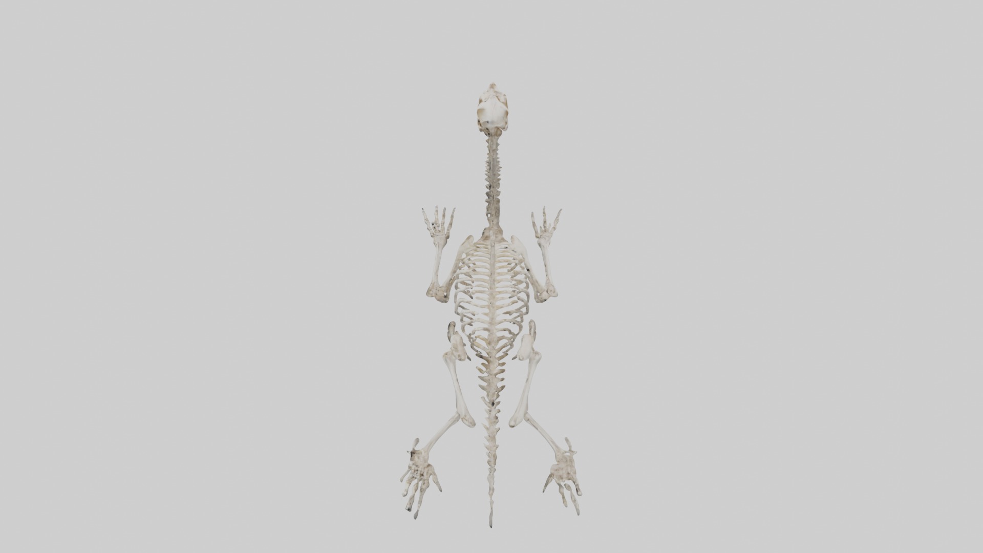 Lying Skeleton Alpaca 1 Low-poly 3D model_24