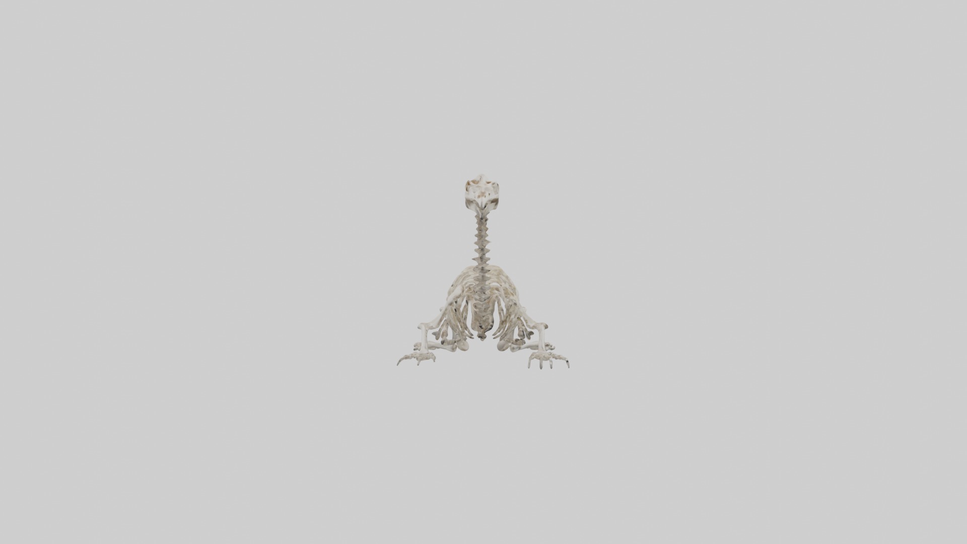 Lying Skeleton Alpaca 1 Low-poly 3D model_20