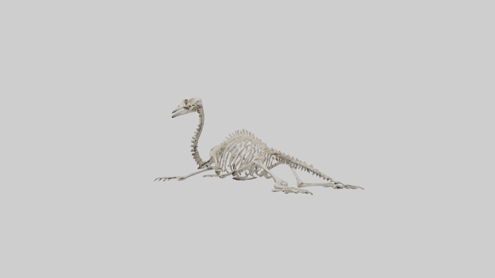 Lying Skeleton Alpaca 1 Low-poly 3D model_17