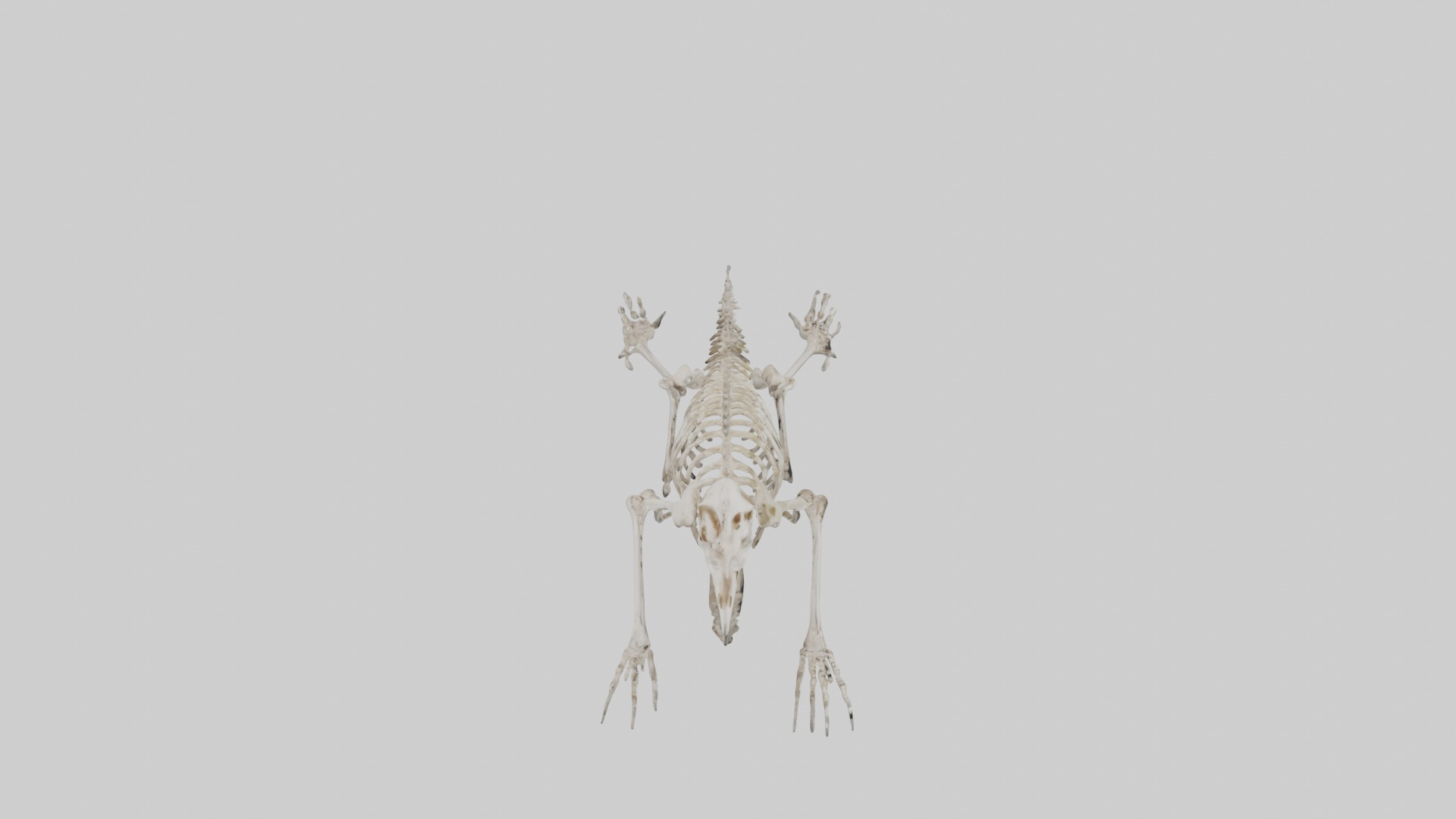 Lying Skeleton Alpaca 1 Low-poly 3D model_25