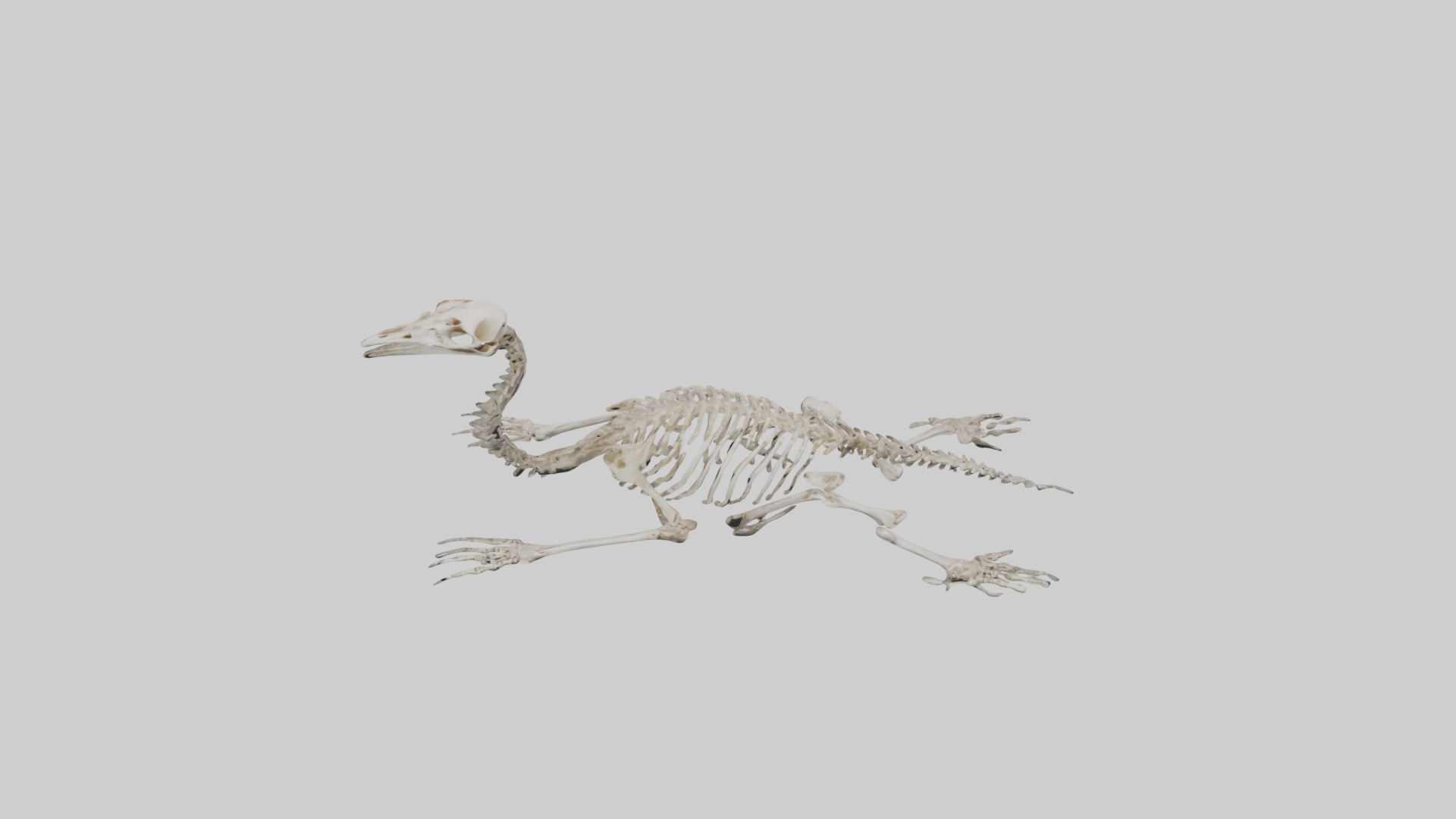 Lying Skeleton Alpaca 1 Low-poly 3D model_23