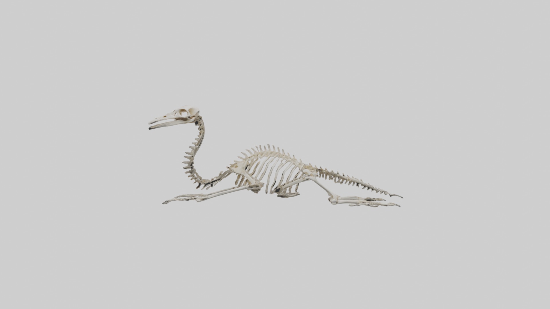 Lying Skeleton Alpaca 1 Low-poly 3D model_16