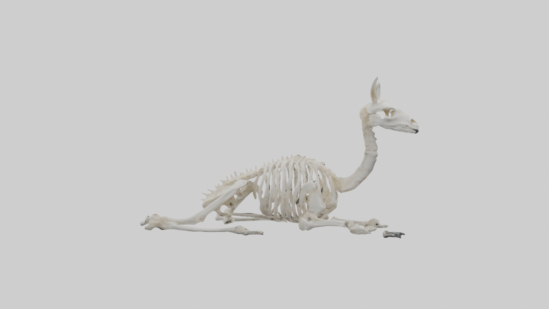 Lying Skeleton Alpaca 1 Low-poly 3D model_2