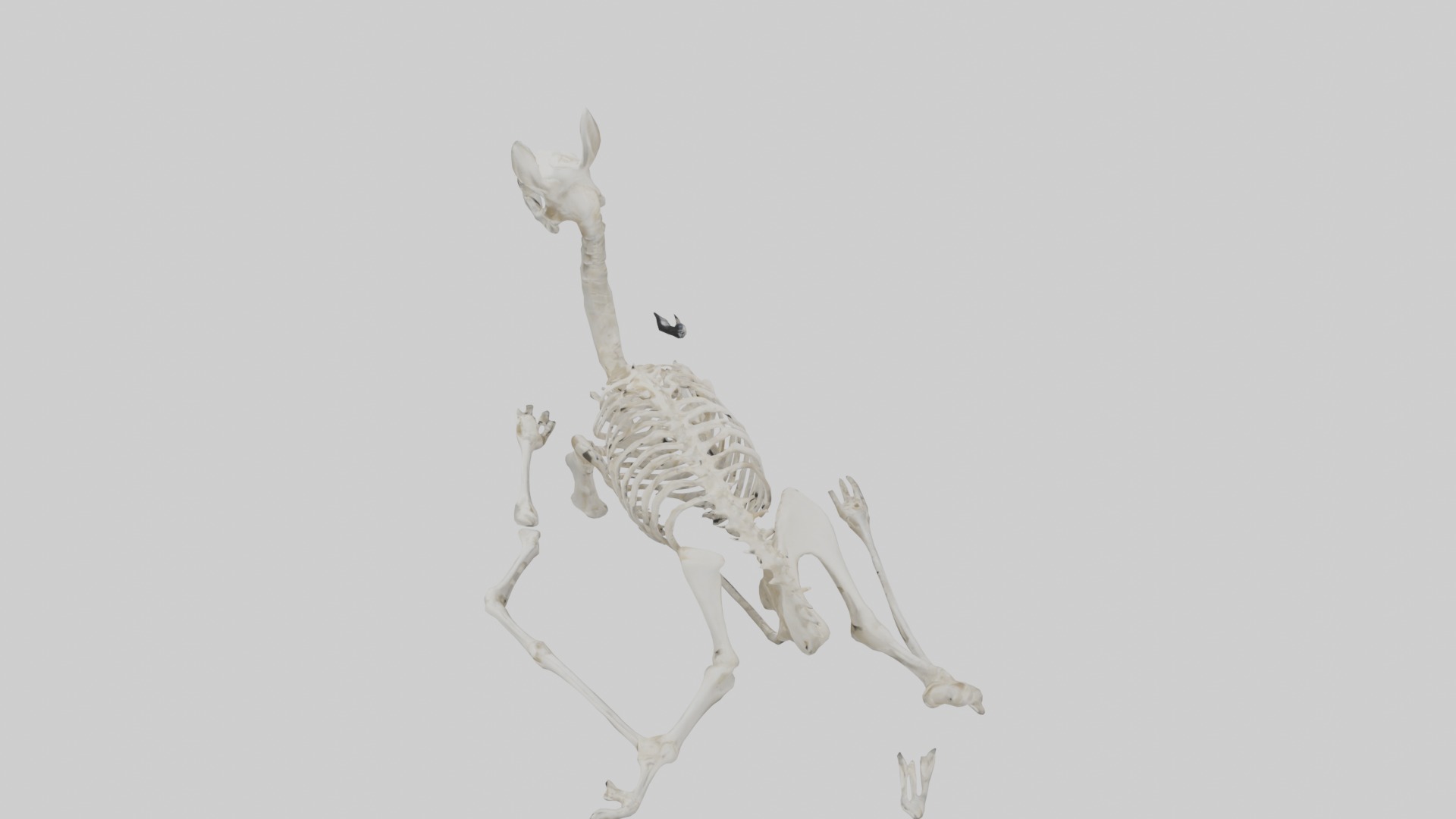 Lying Skeleton Alpaca 1 Low-poly 3D model_11