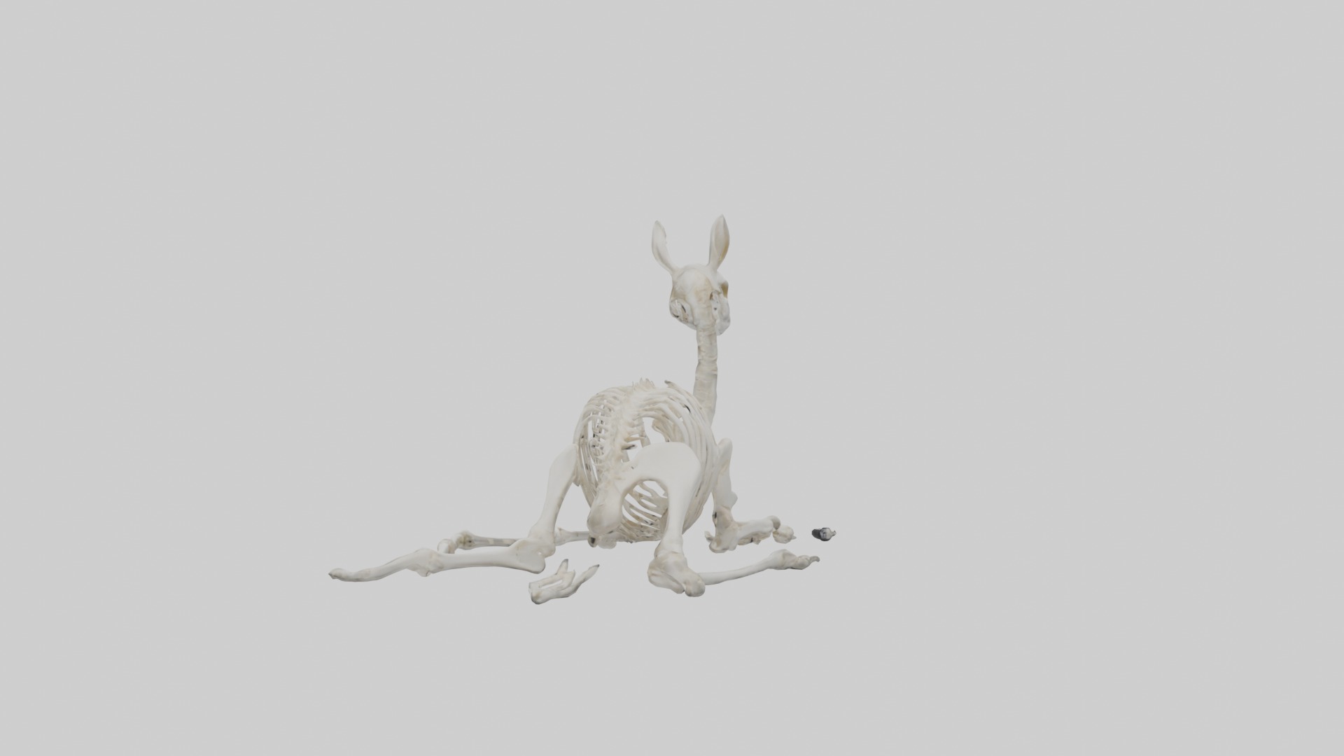 Lying Skeleton Alpaca 1 Low-poly 3D model_1