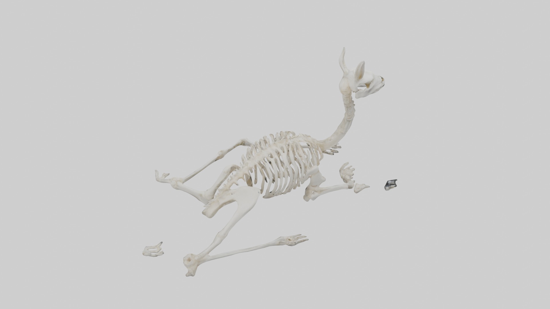 Lying Skeleton Alpaca 1 Low-poly 3D model_9