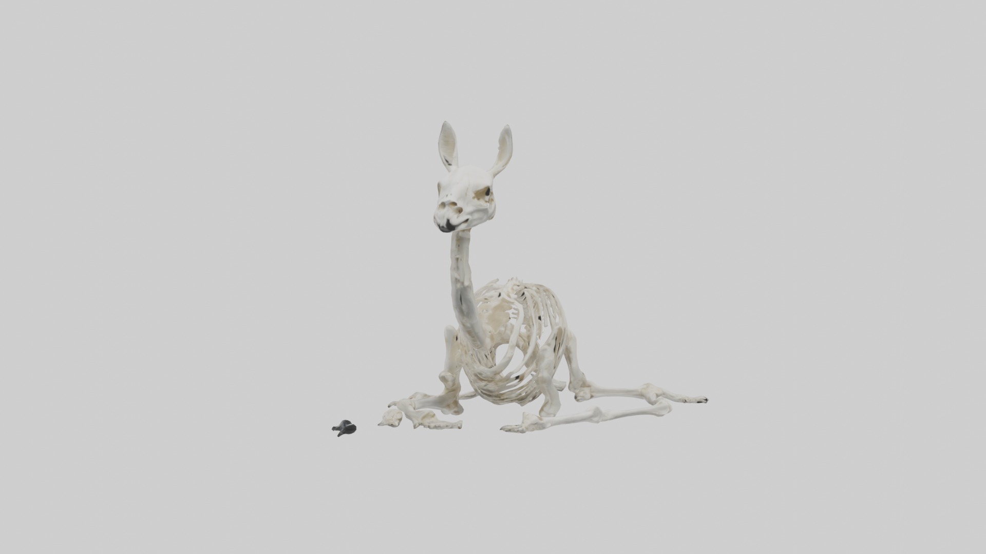 Lying Skeleton Alpaca 1 Low-poly 3D model_5