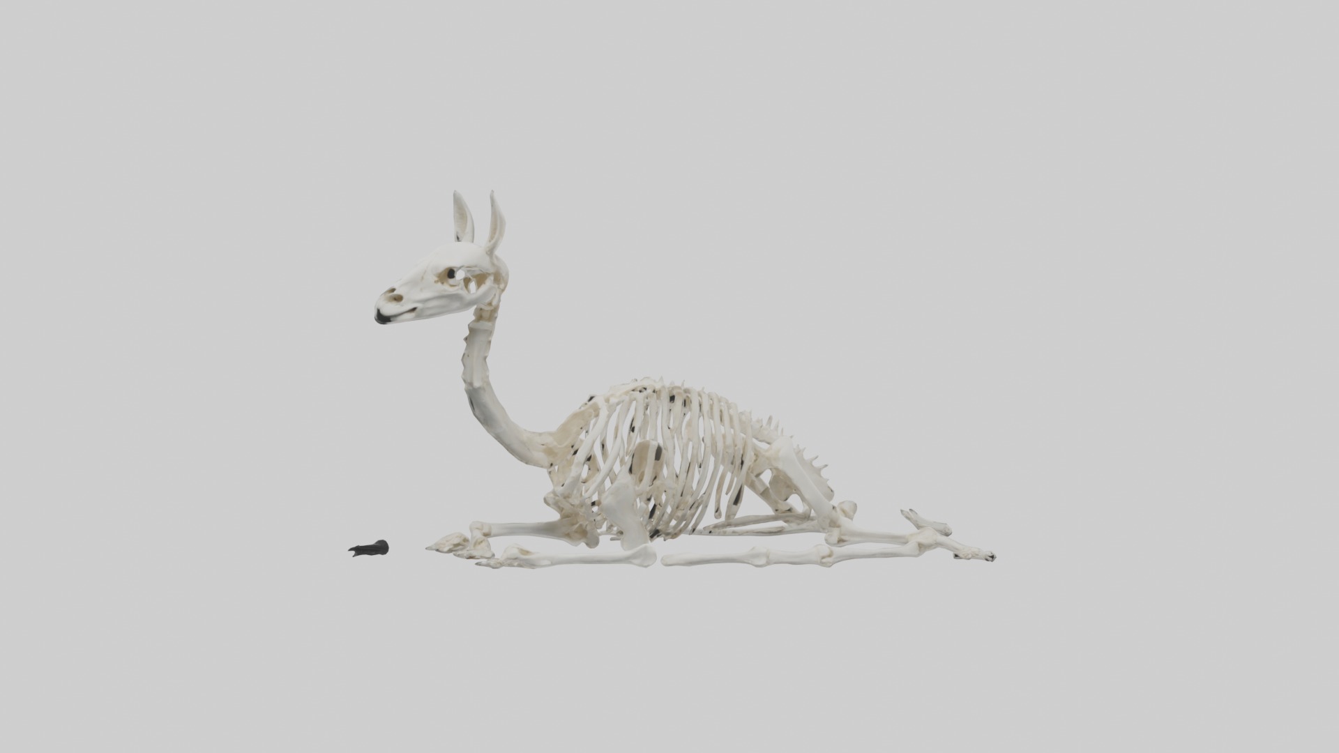 Lying Skeleton Alpaca 1 Low-poly 3D model_3